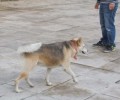 Η πολυαγαπημένη σκυλίτσα των μαθητών του 1ου ΕΠΑ.Λ. Χίου